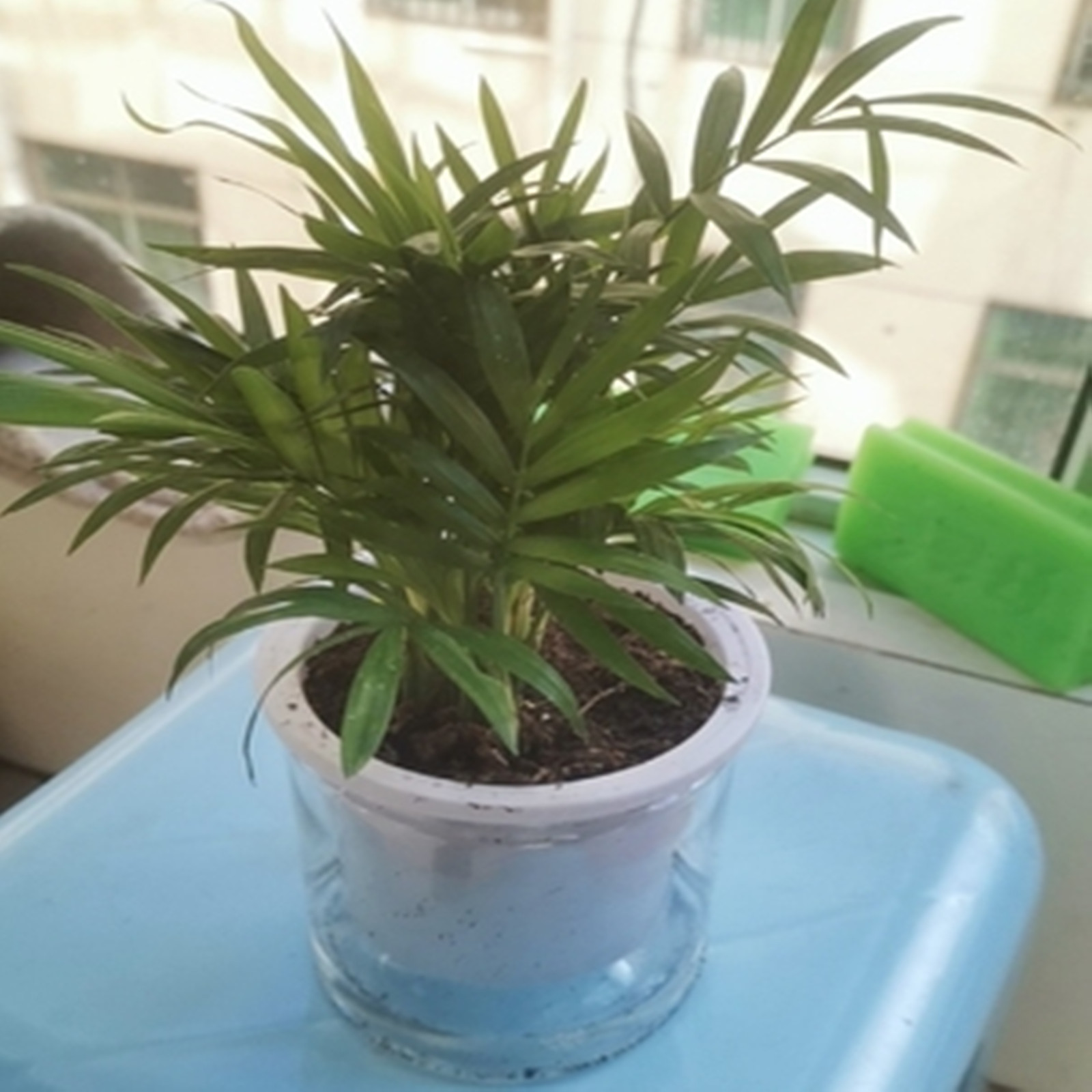 Self Watering Planter Pots Min - Aloe Vera Pot 评论和价格