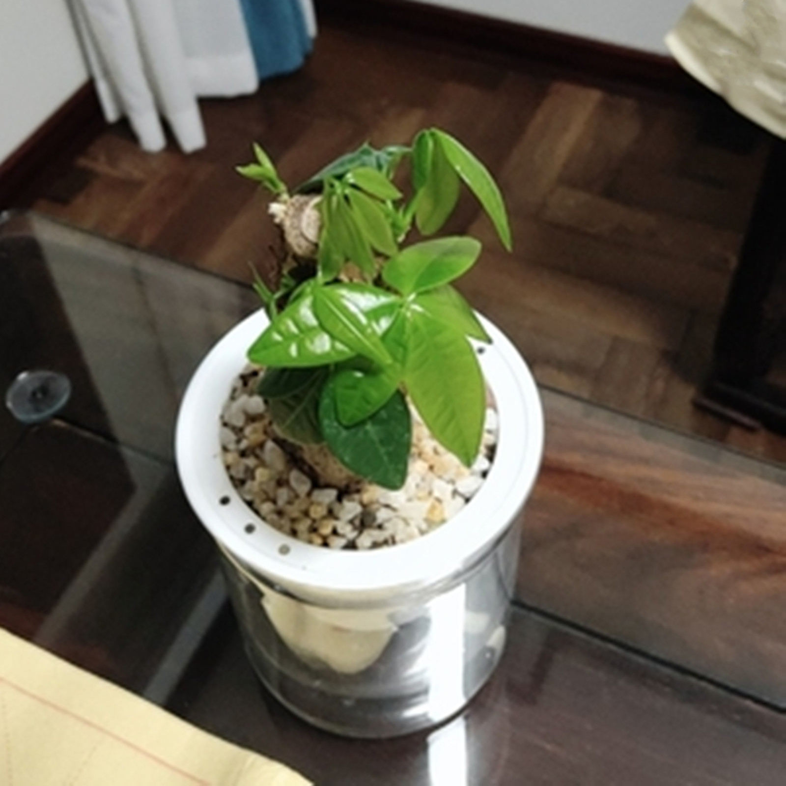 Self Watering Planter Pots Min - Aloe Vera Pot 评论和价格