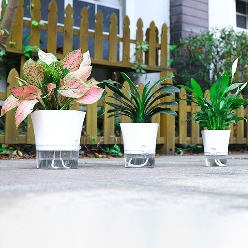 Transparent Double Layer Plast - Aloe Vera Pot 评论和价格