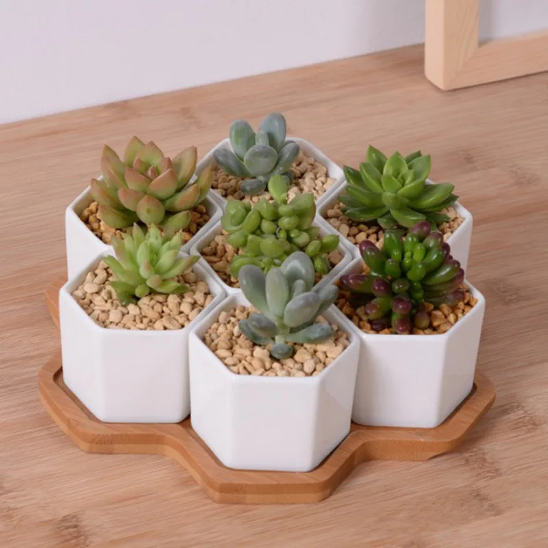 Set of 4/7/9/10 Hexagon Flower - Aloe Vera Pot 评论和价格