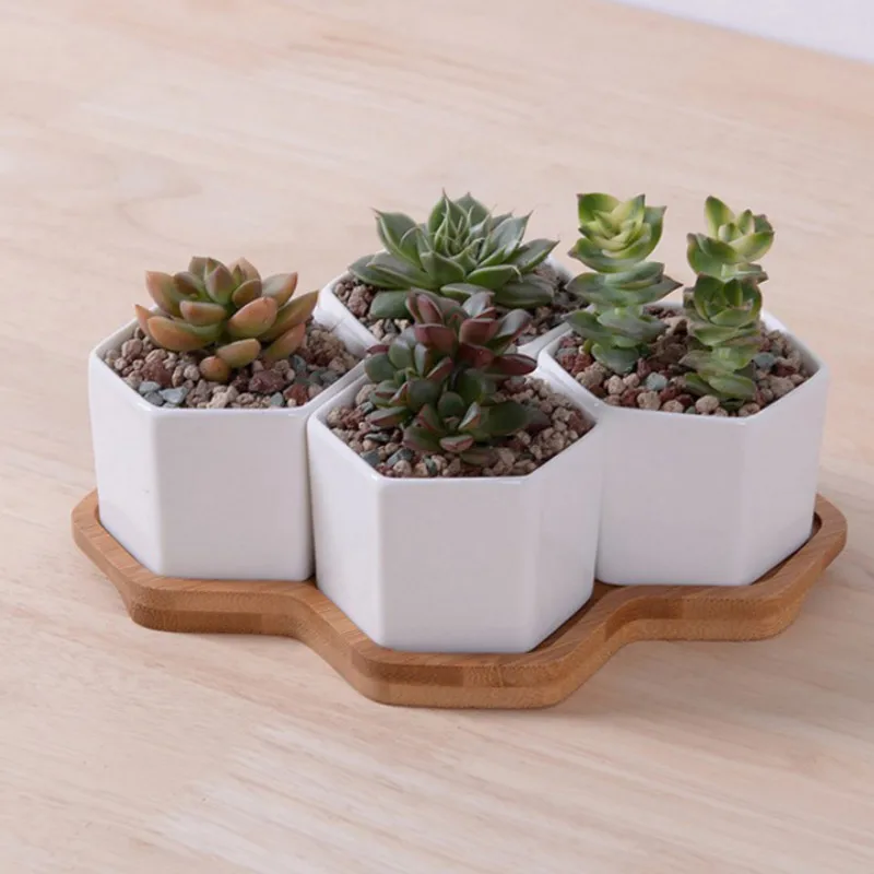 Set of 4/7/9/10 Hexagon Flower - Aloe Vera Pot 评论和价格