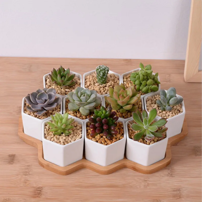 Set of 4/7/9/10 Hexagon Flower - Aloe Vera Pot 评论和价格